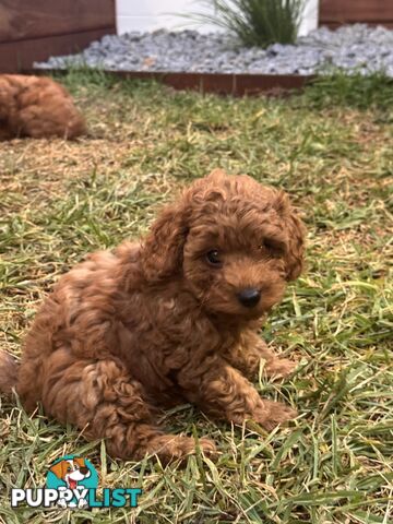 Toy poodle x long haired dachshund puppies (DNA clear)