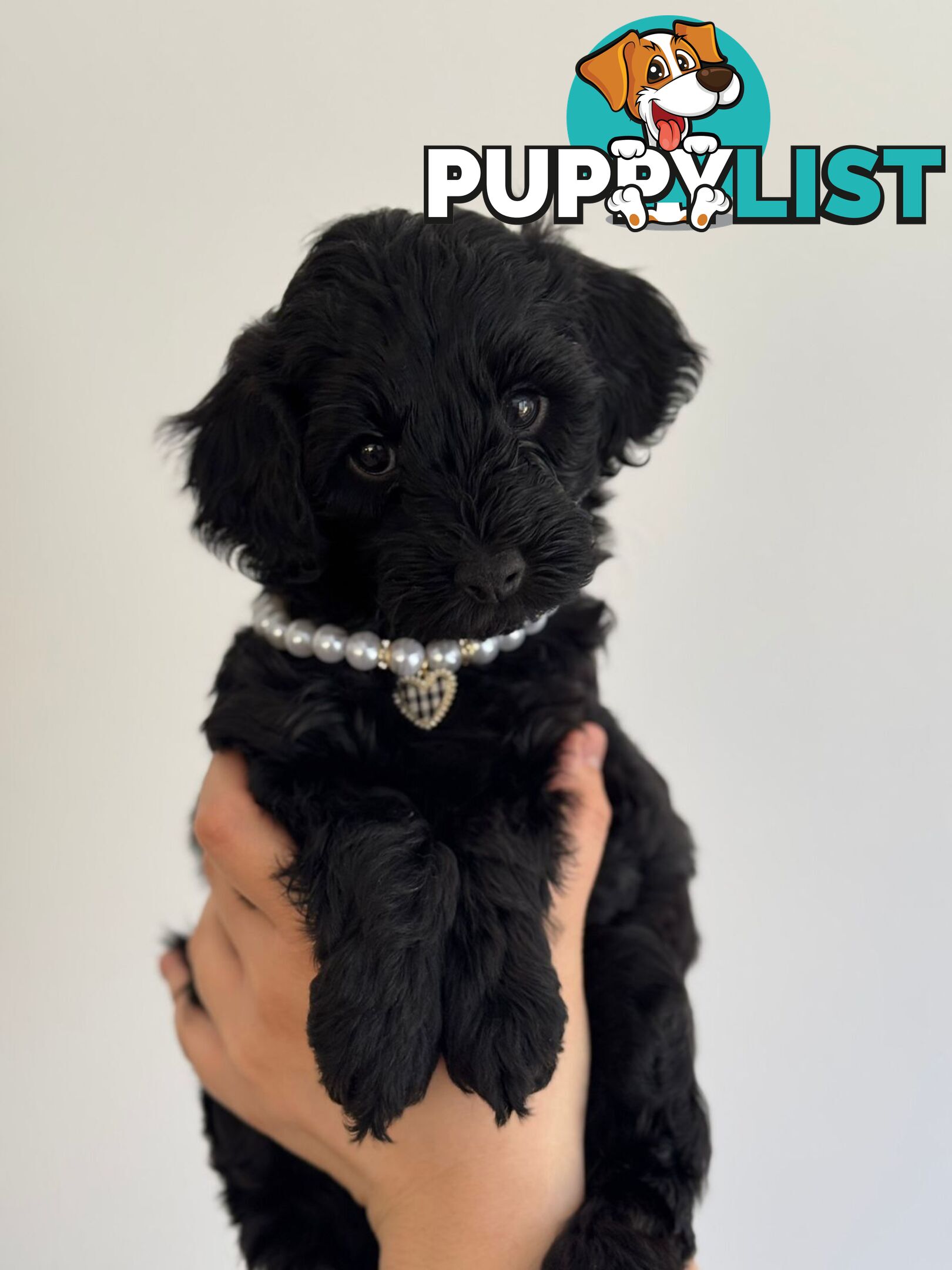 Toy poodle x long haired dachshund puppies (DNA clear)