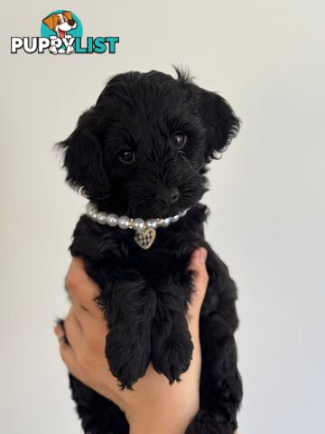 Toy poodle x long haired dachshund puppies (DNA clear)