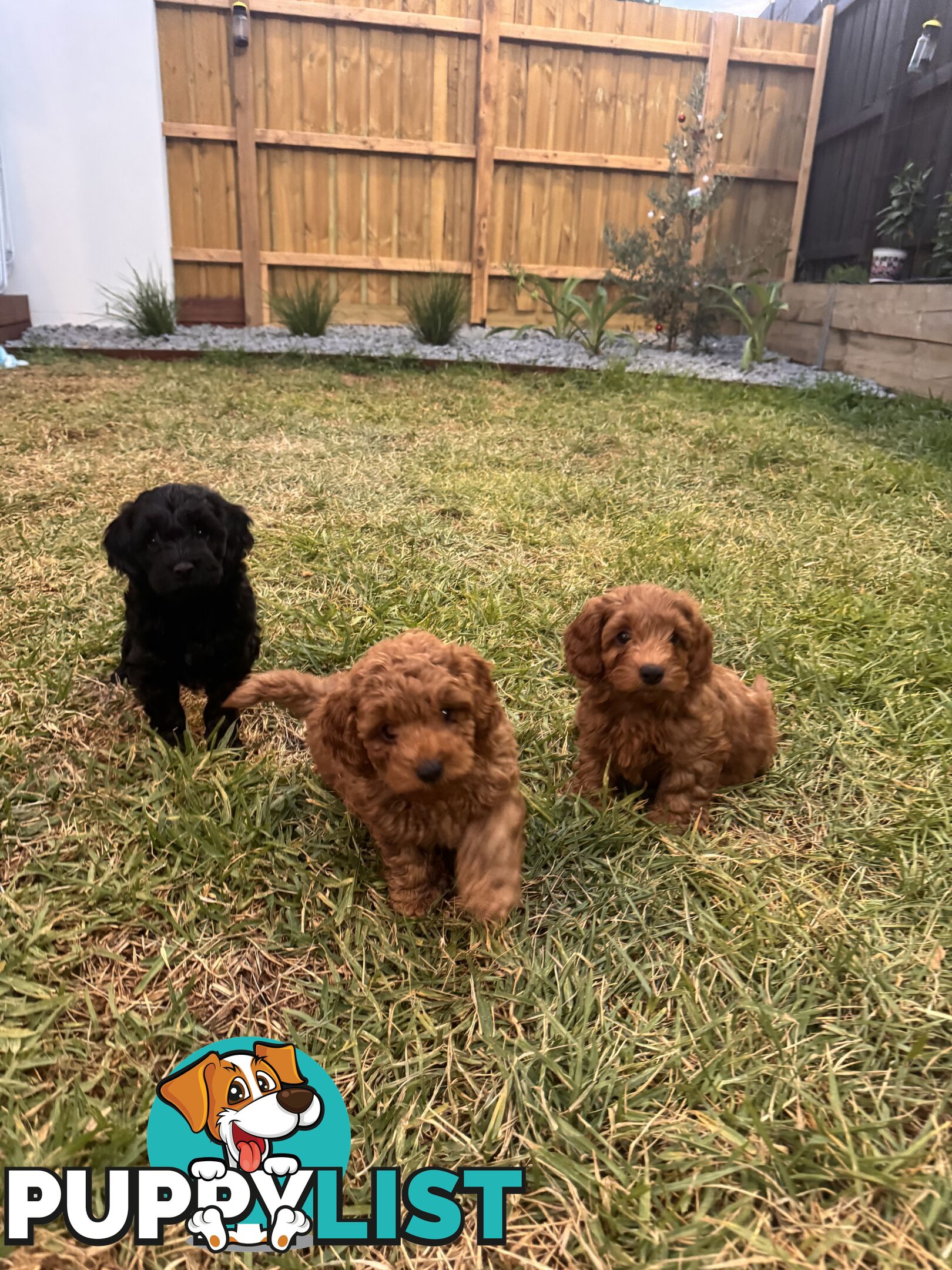 Toy poodle x long haired dachshund puppies (DNA clear)