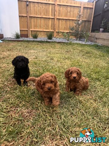 Toy poodle x long haired dachshund puppies (DNA clear)