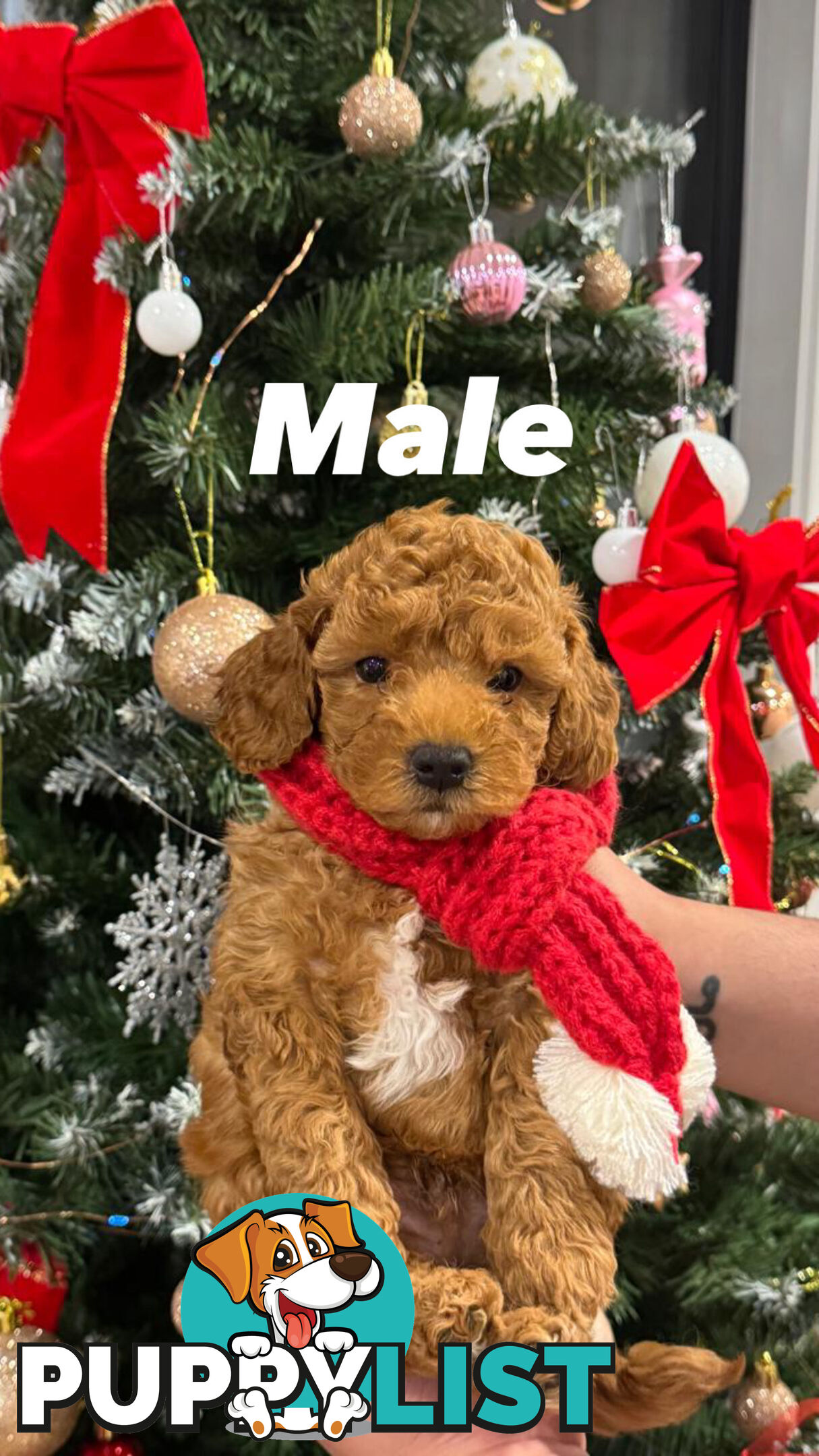 Toy poodle x long haired dachshund puppies (DNA clear)