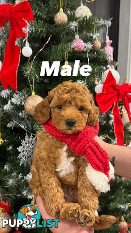 Toy poodle x long haired dachshund puppies (DNA clear)