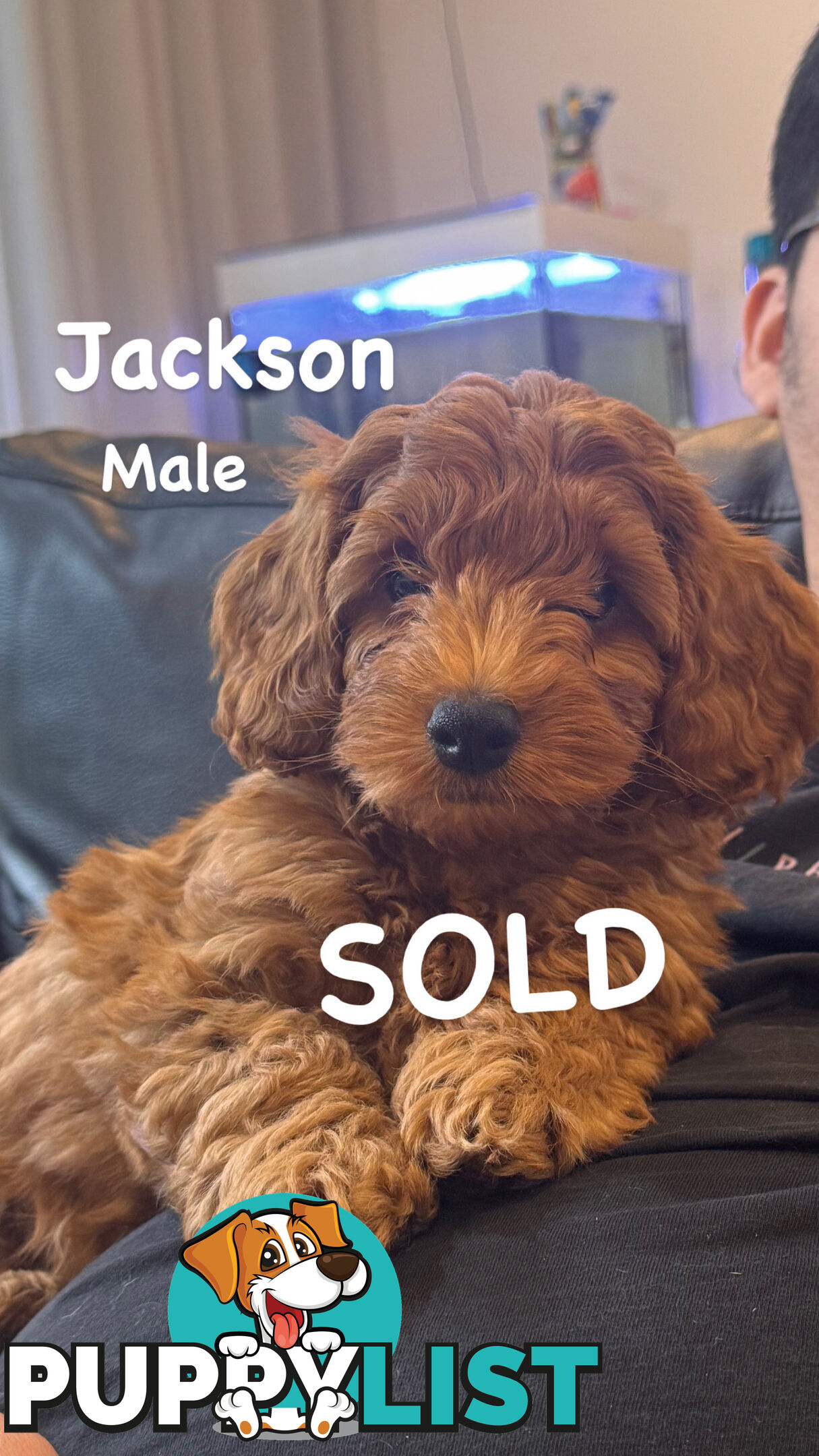 (2 left) Toy poodle x long haired dachshund puppies (DNA clear)