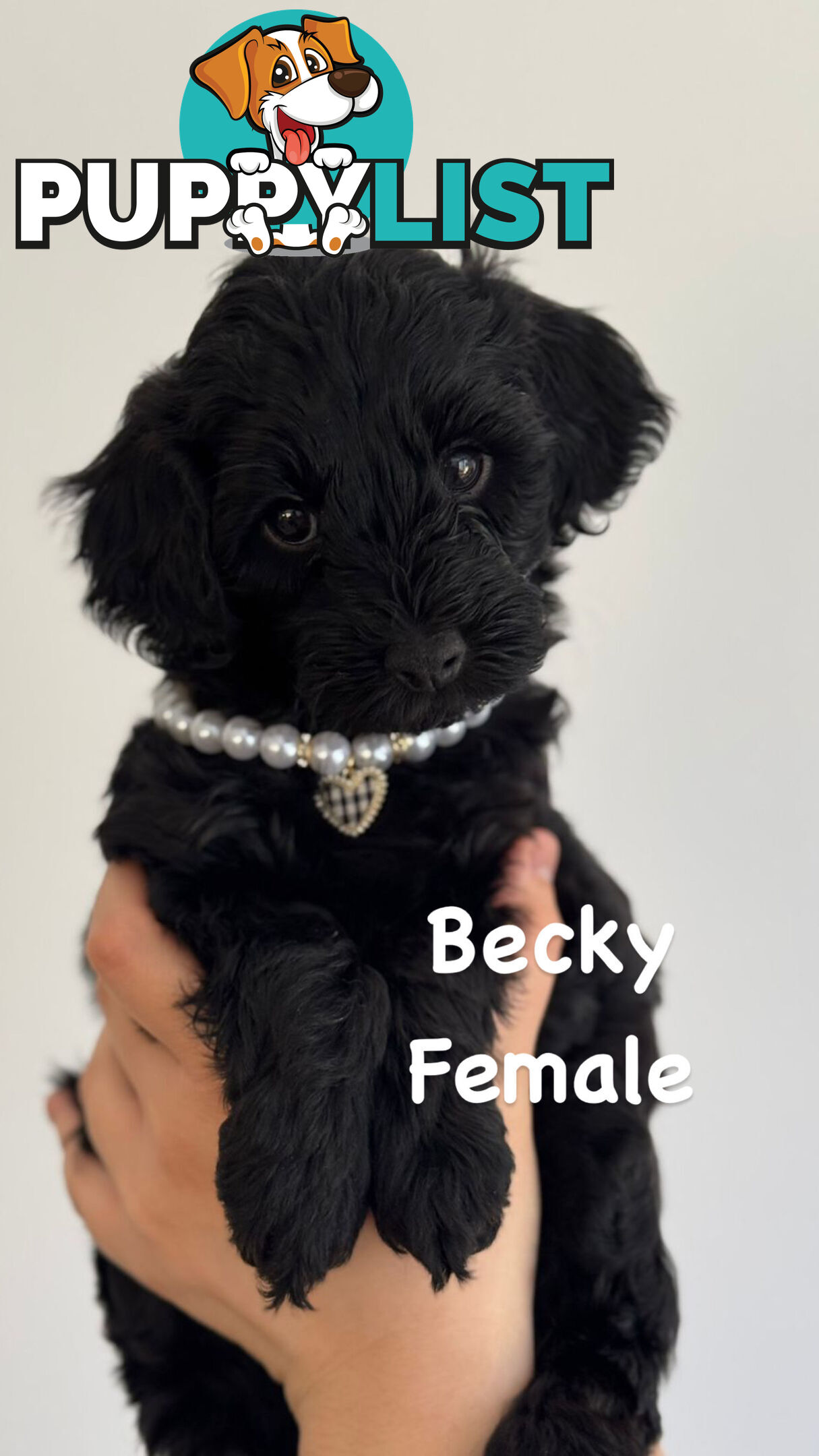 (2 left) Toy poodle x long haired dachshund puppies (DNA clear)