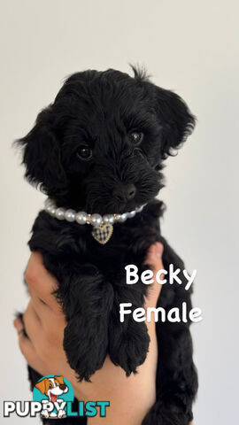 (2 left) Toy poodle x long haired dachshund puppies (DNA clear)