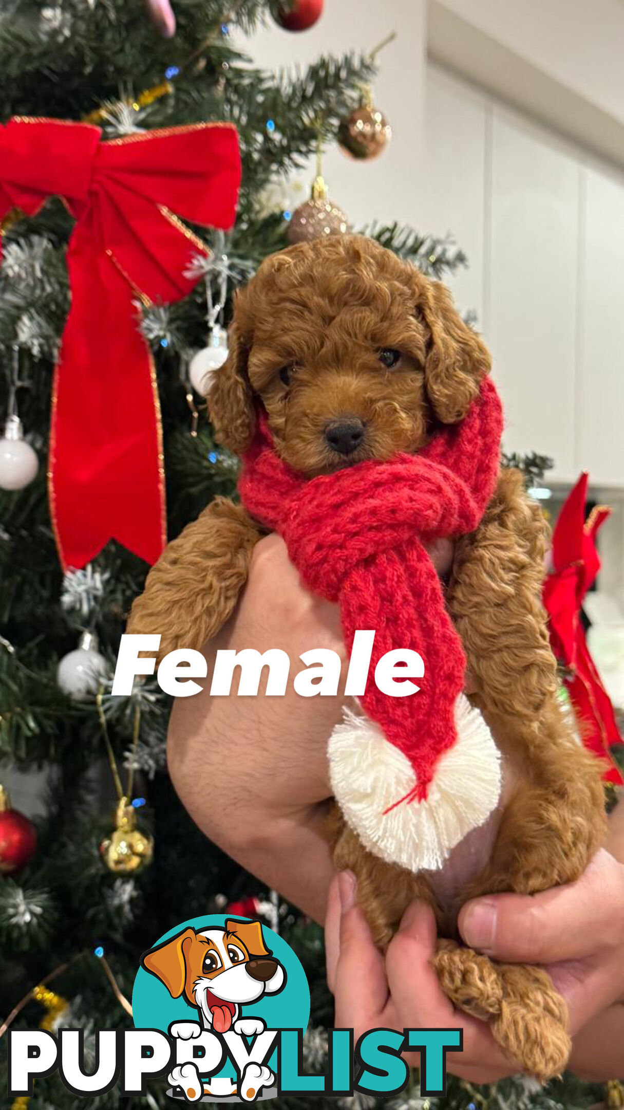 Toy poodle x long haired dachshund puppies (DNA clear)