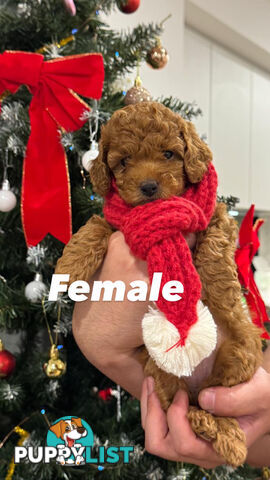 Toy poodle x long haired dachshund puppies (DNA clear)