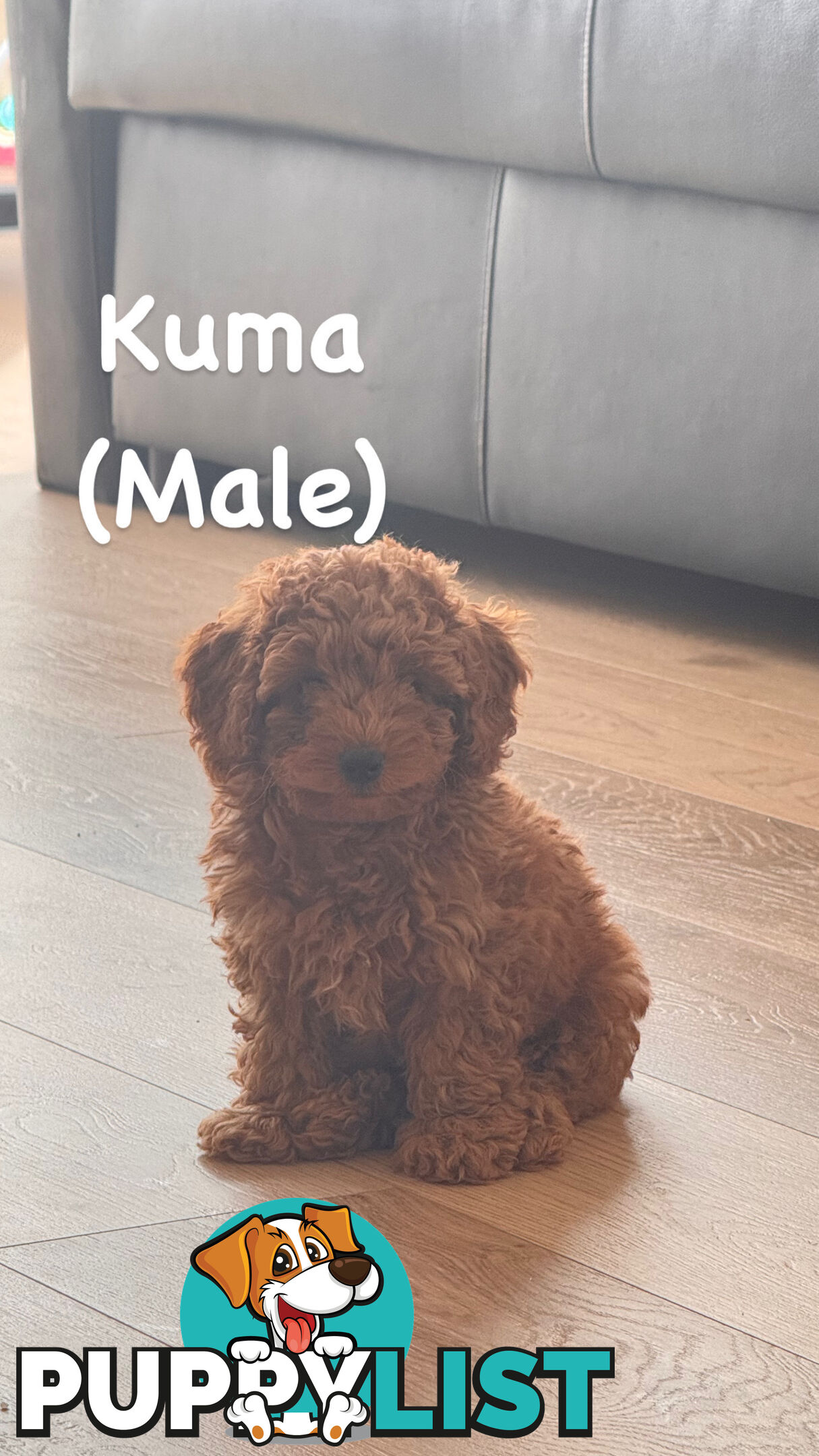 (2 left) Toy poodle x long haired dachshund puppies (DNA clear)