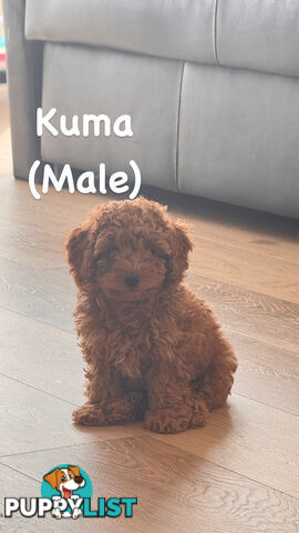 (2 left) Toy poodle x long haired dachshund puppies (DNA clear)