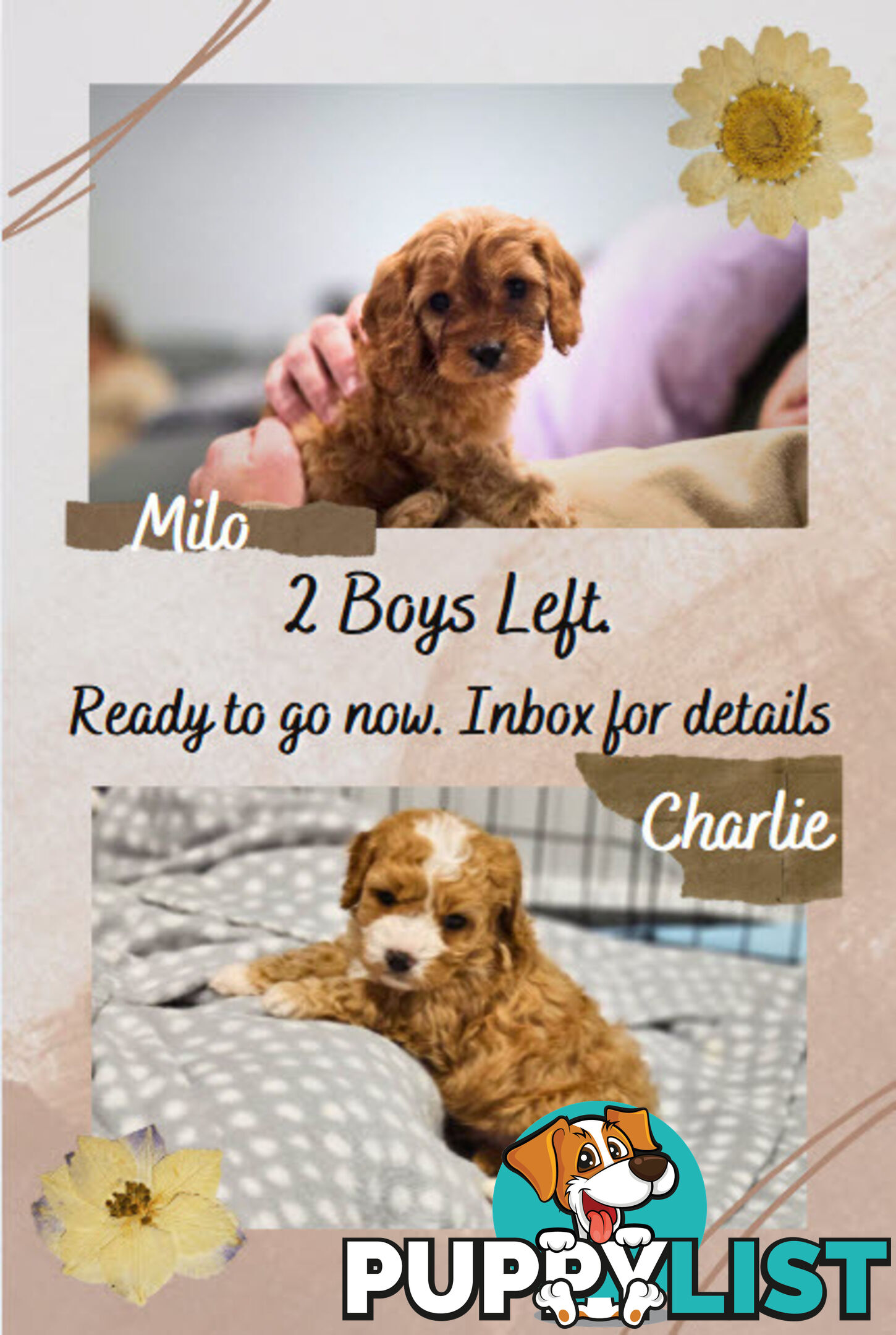 Toy Cavoodles - Ready Now!