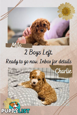 Toy Cavoodles - Ready Now!