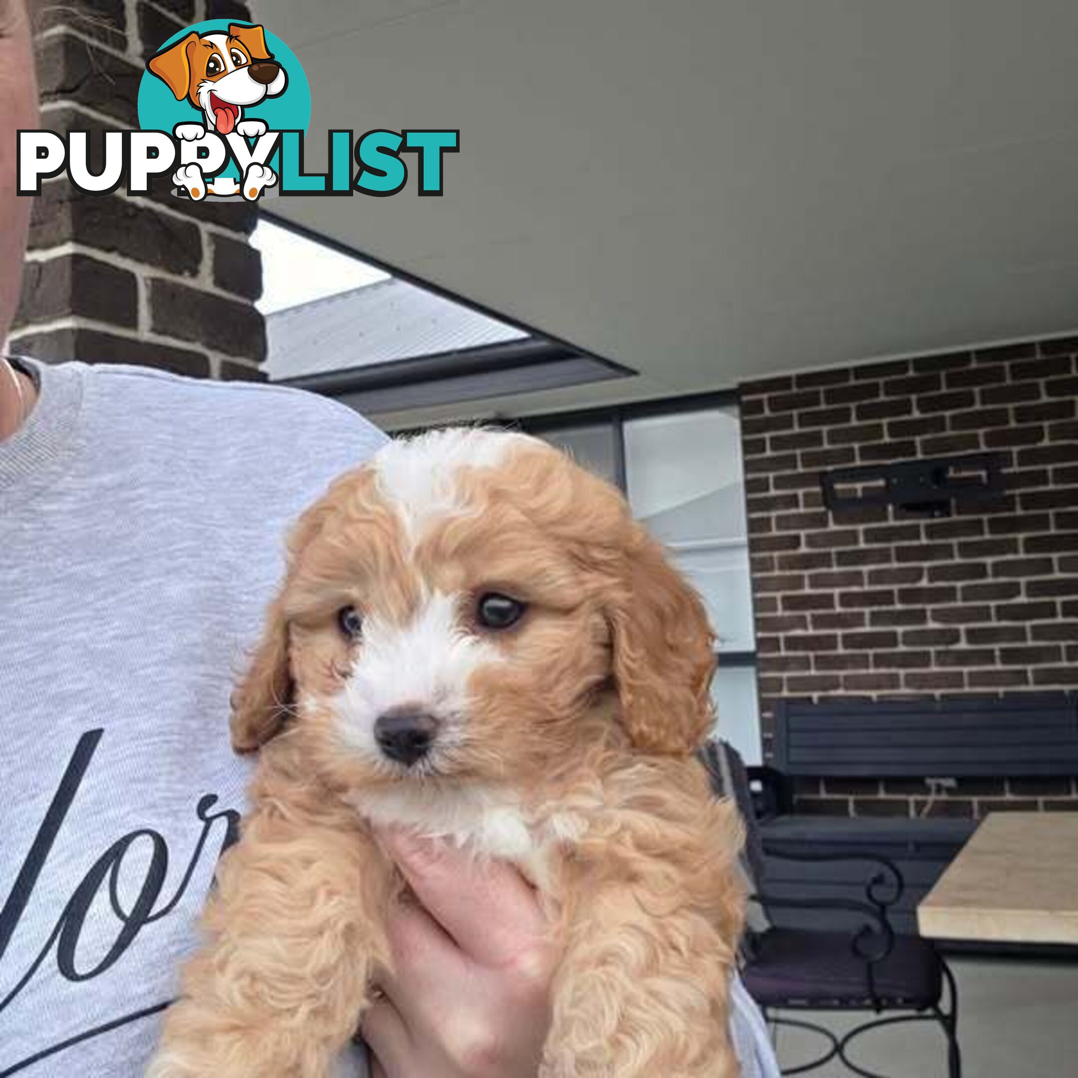 Toy Cavoodles - Ready Now!