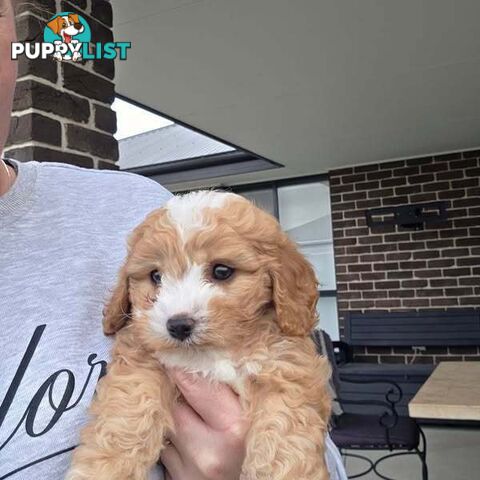Toy Cavoodles - Ready Now!