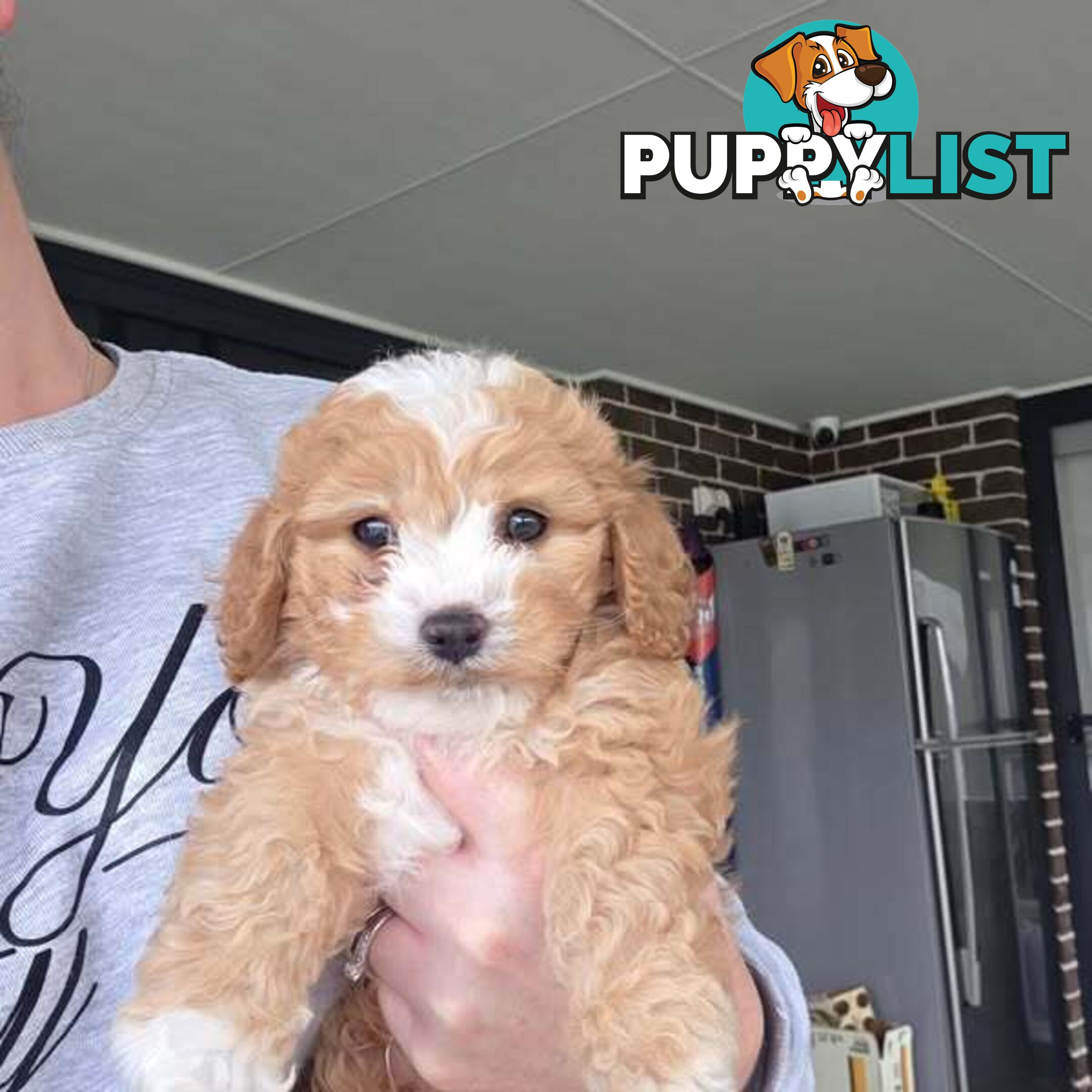 Toy Cavoodles - Ready Now!
