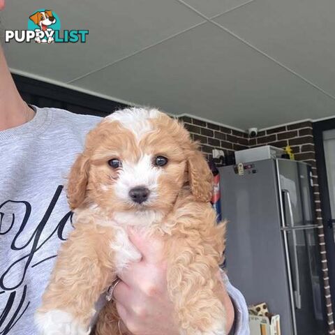 Toy Cavoodles - Ready Now!