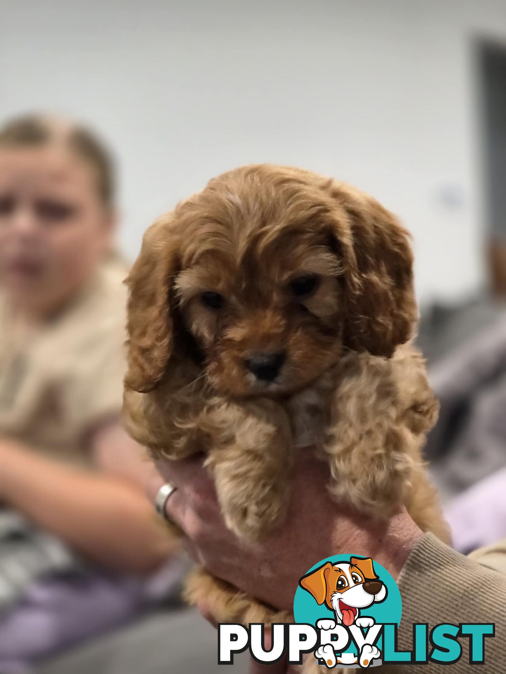 Toy Cavoodles - Ready Now!
