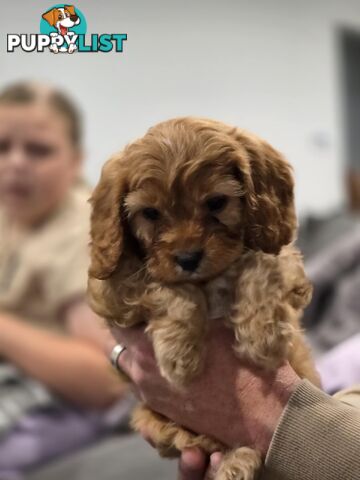 Toy Cavoodles - Ready Now!