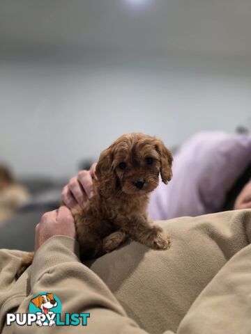 Toy Cavoodles - Ready Now!