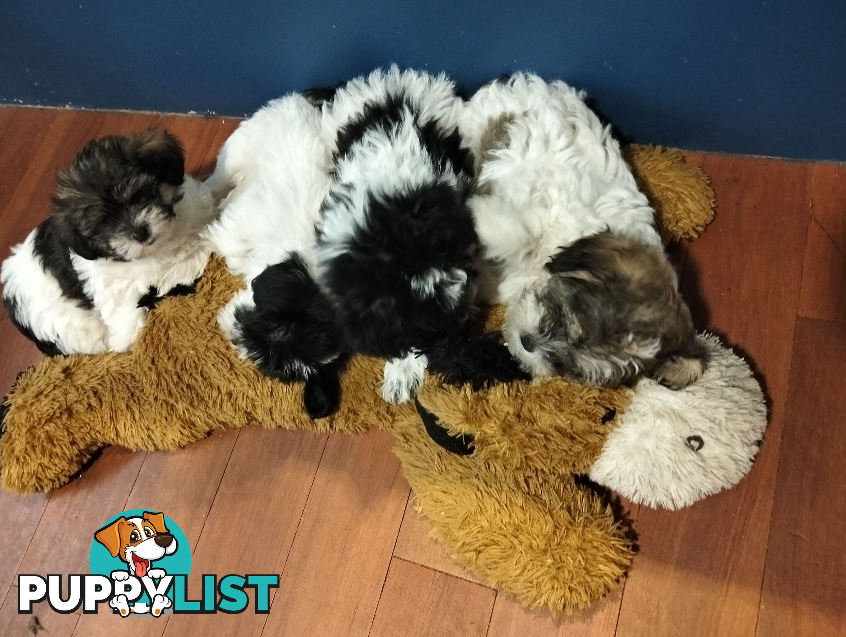 9 wk old puppies ready 2 go home with U today