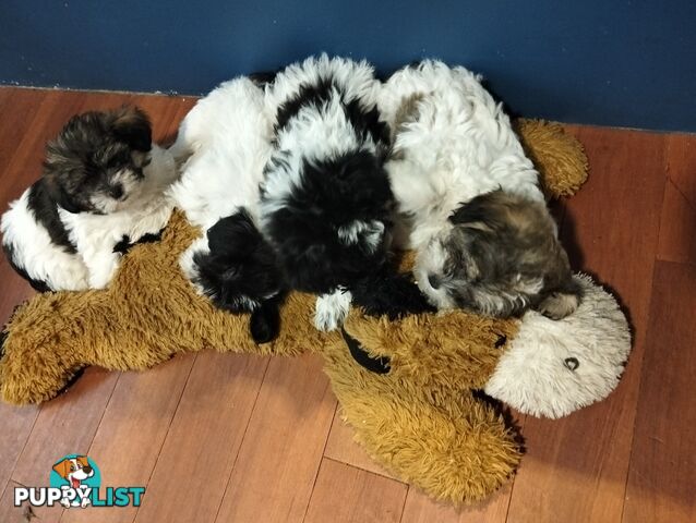 9 wk old puppies ready 2 go home with U today