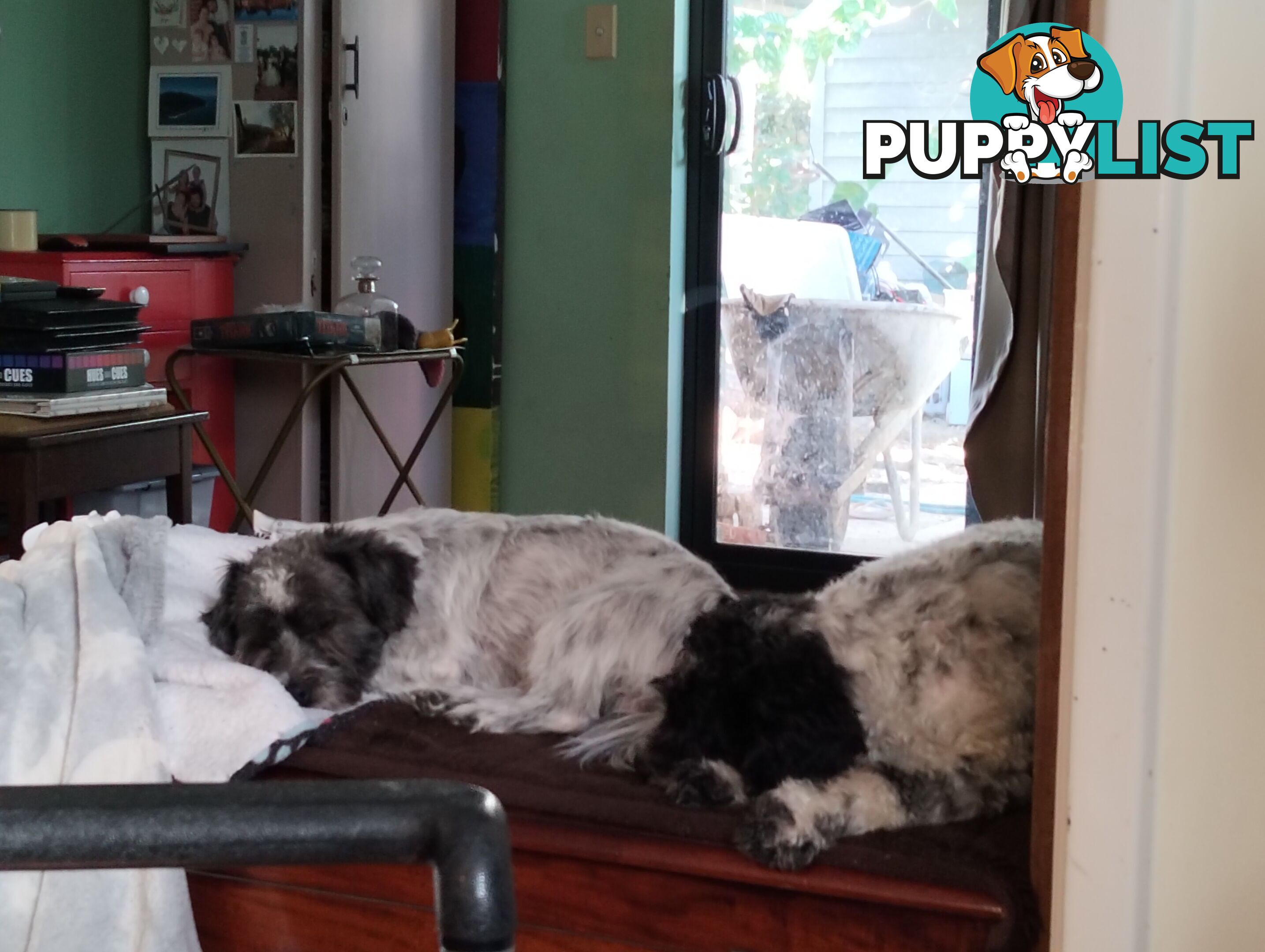 9 wk old puppies ready 2 go home with U today