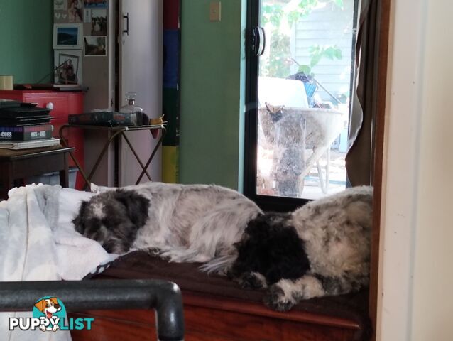 9 wk old puppies ready 2 go home with U today
