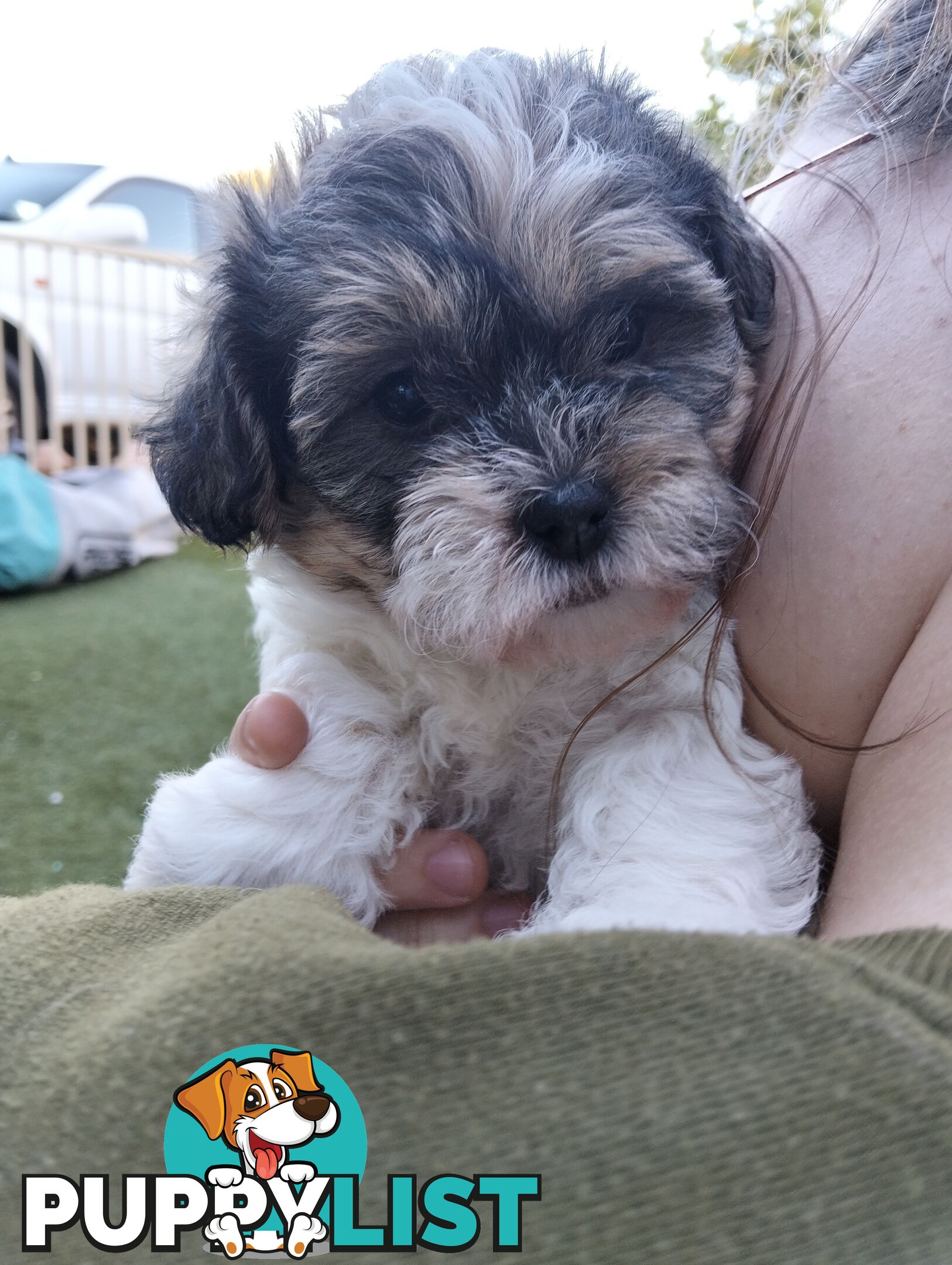 9 wk old puppies ready 2 go home with U today