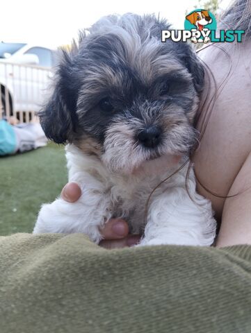9 wk old puppies ready 2 go home with U today