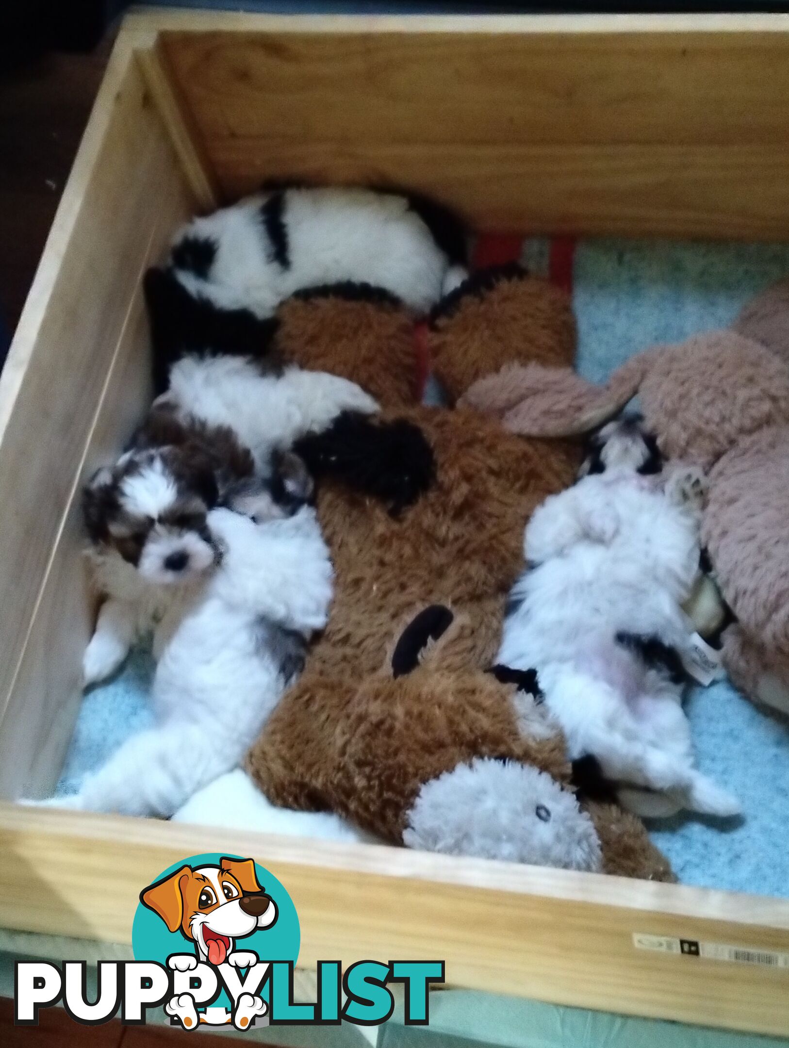 9 wk old puppies ready 2 go home with U today
