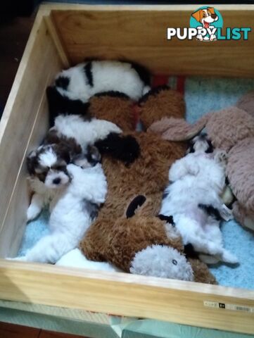 9 wk old puppies ready 2 go home with U today