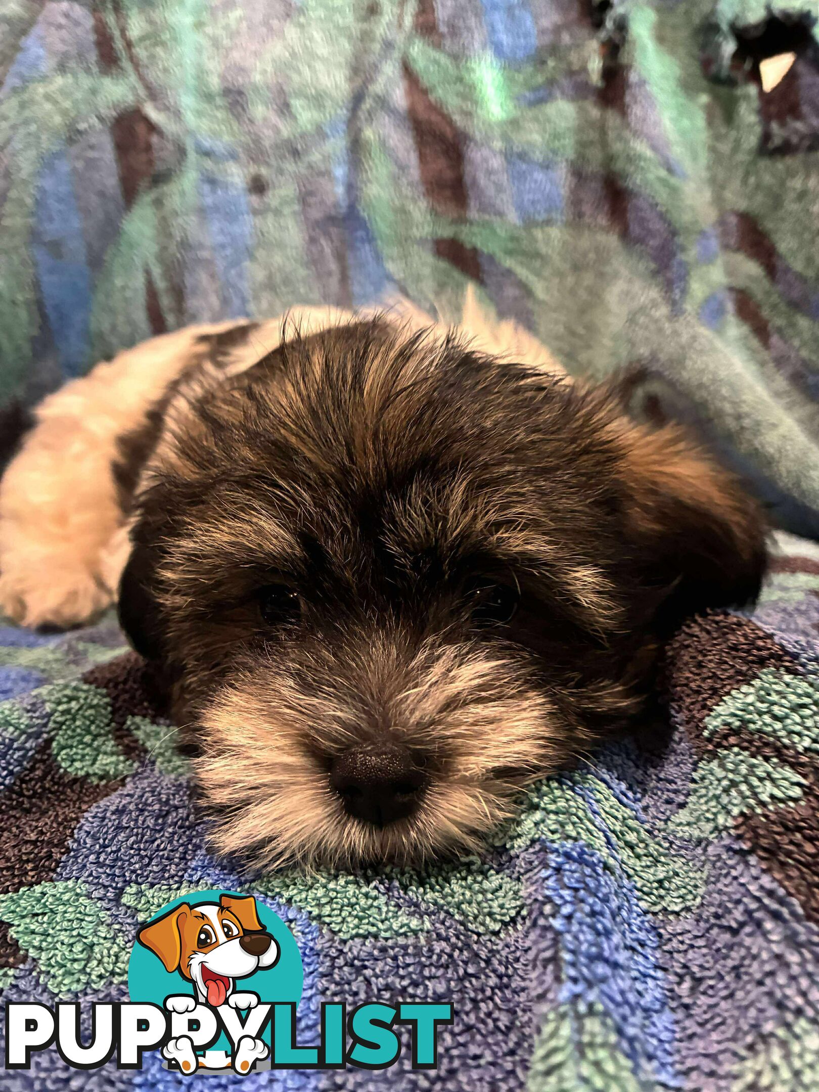 9 wk old puppies ready 2 go home with U today