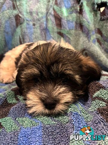 9 wk old puppies ready 2 go home with U today