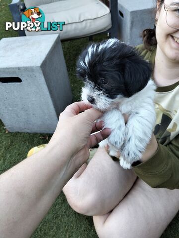 9 wk old puppies ready 2 go home with U today