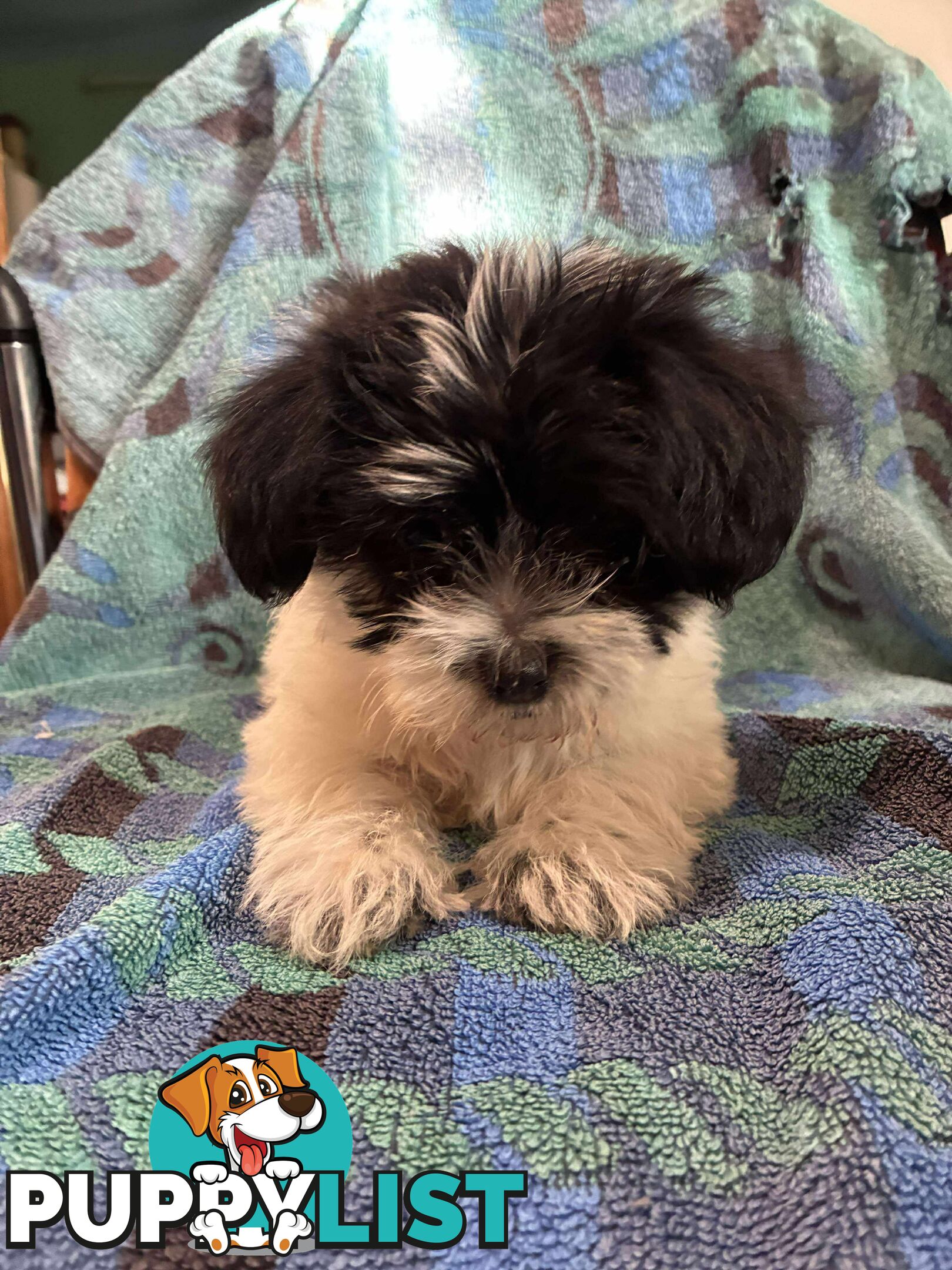 9 wk old puppies ready 2 go home with U today