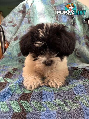 9 wk old puppies ready 2 go home with U today
