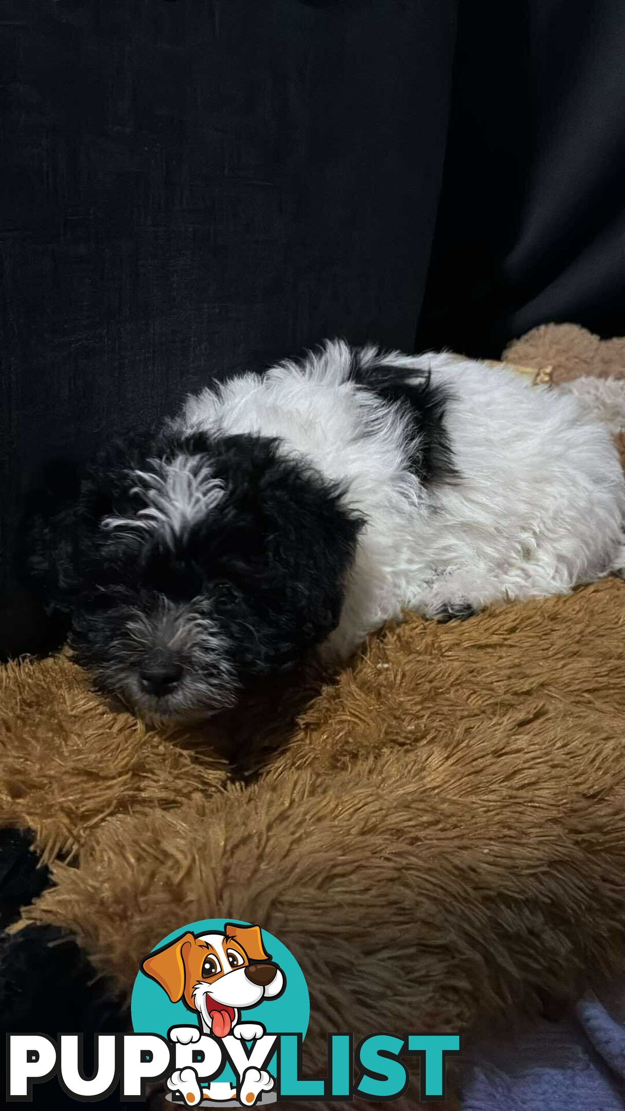 9 wk old puppies ready 2 go home with U today