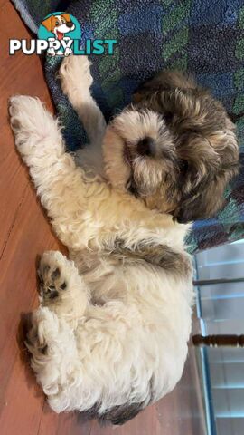 9 wk old puppies ready 2 go home with U today
