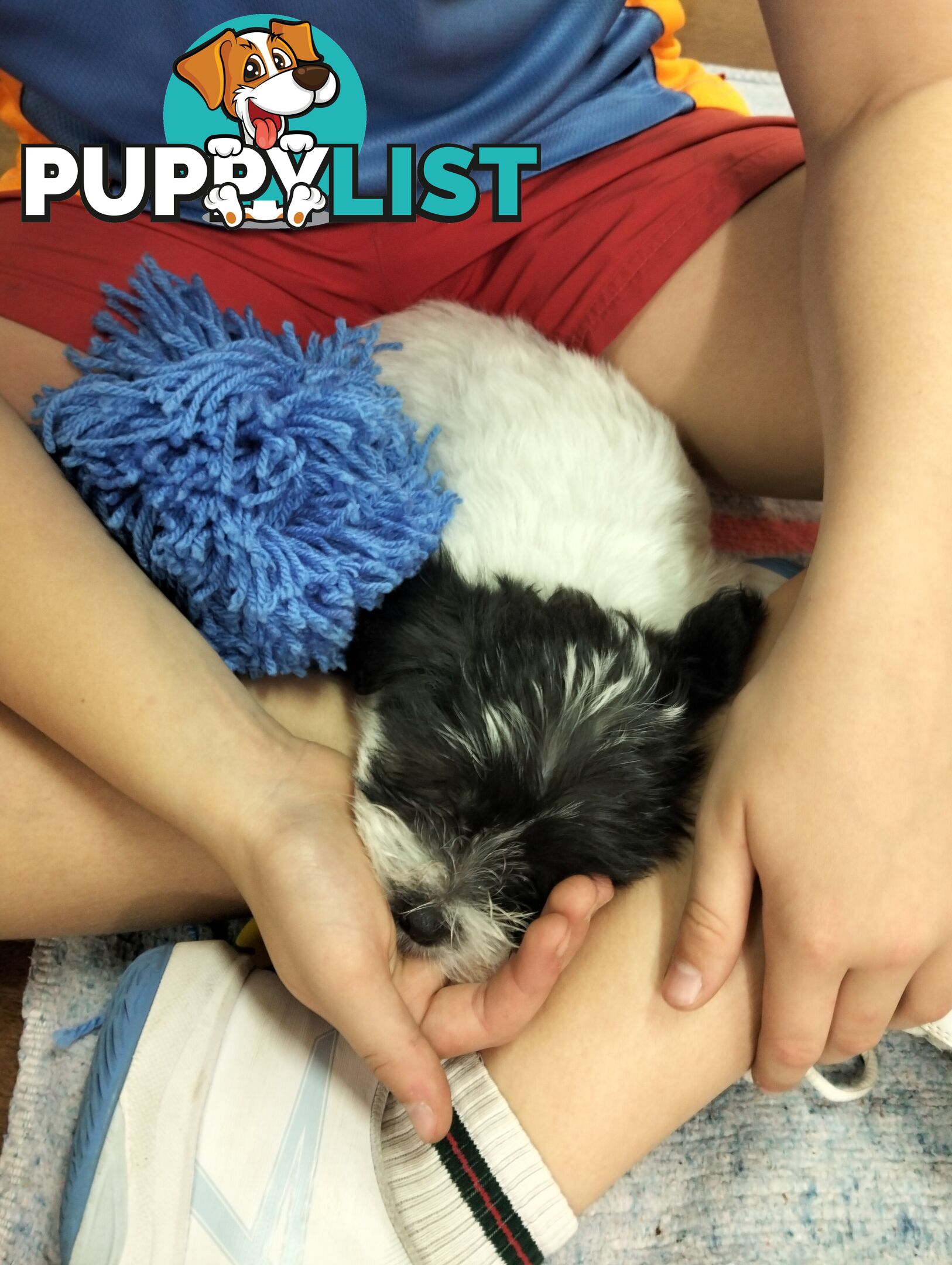 9 wk old puppies ready 2 go home with U today