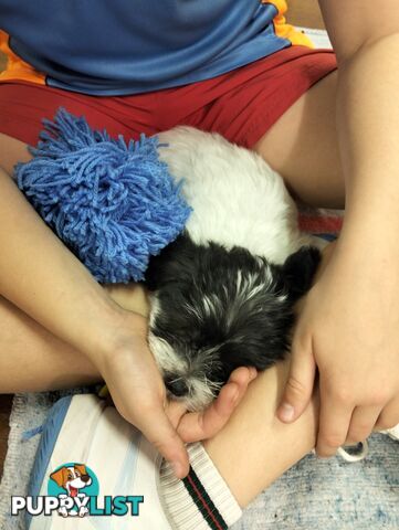 9 wk old puppies ready 2 go home with U today