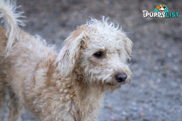 Second generation Mini Schnoodle puppies available now. Last ones left.  :)