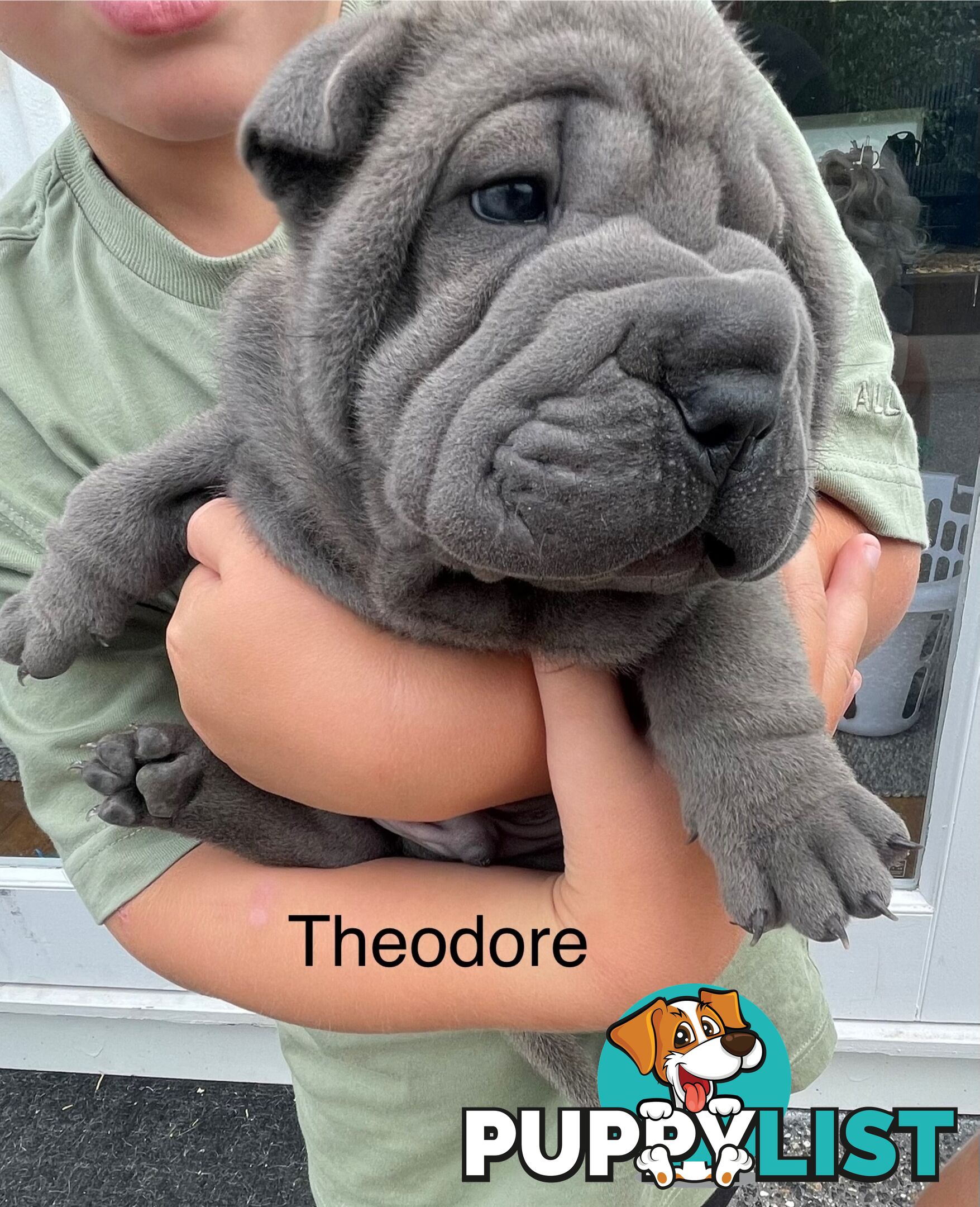 Shar Pei Puppies