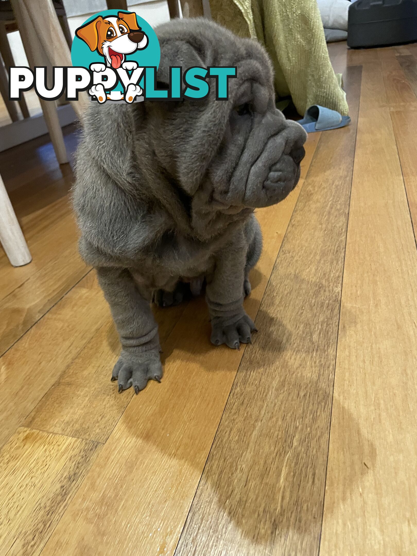 Shar Pei Puppies