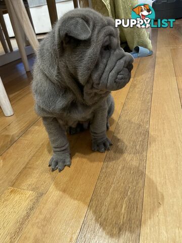 Shar Pei Puppies