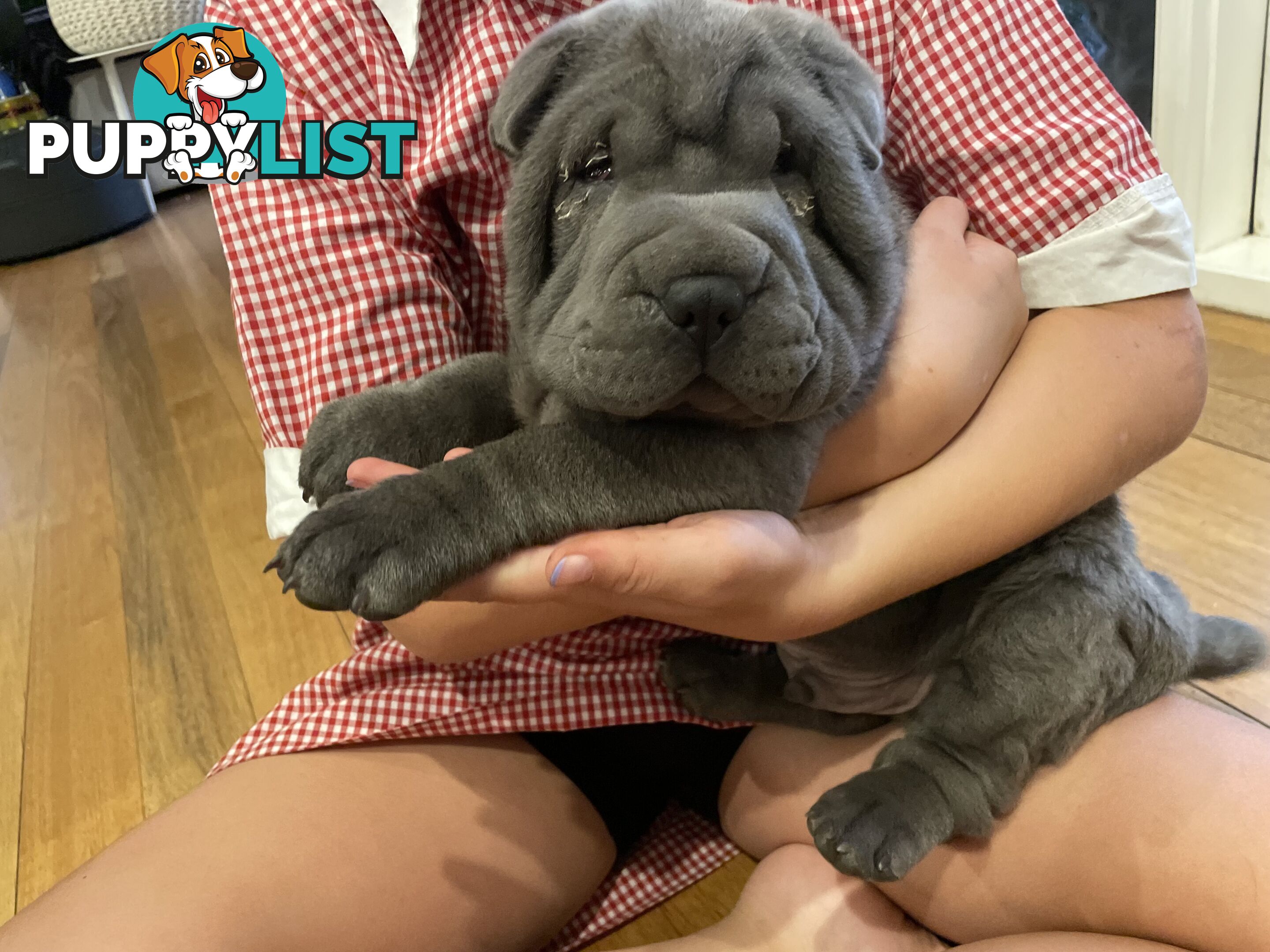 Shar Pei Puppies