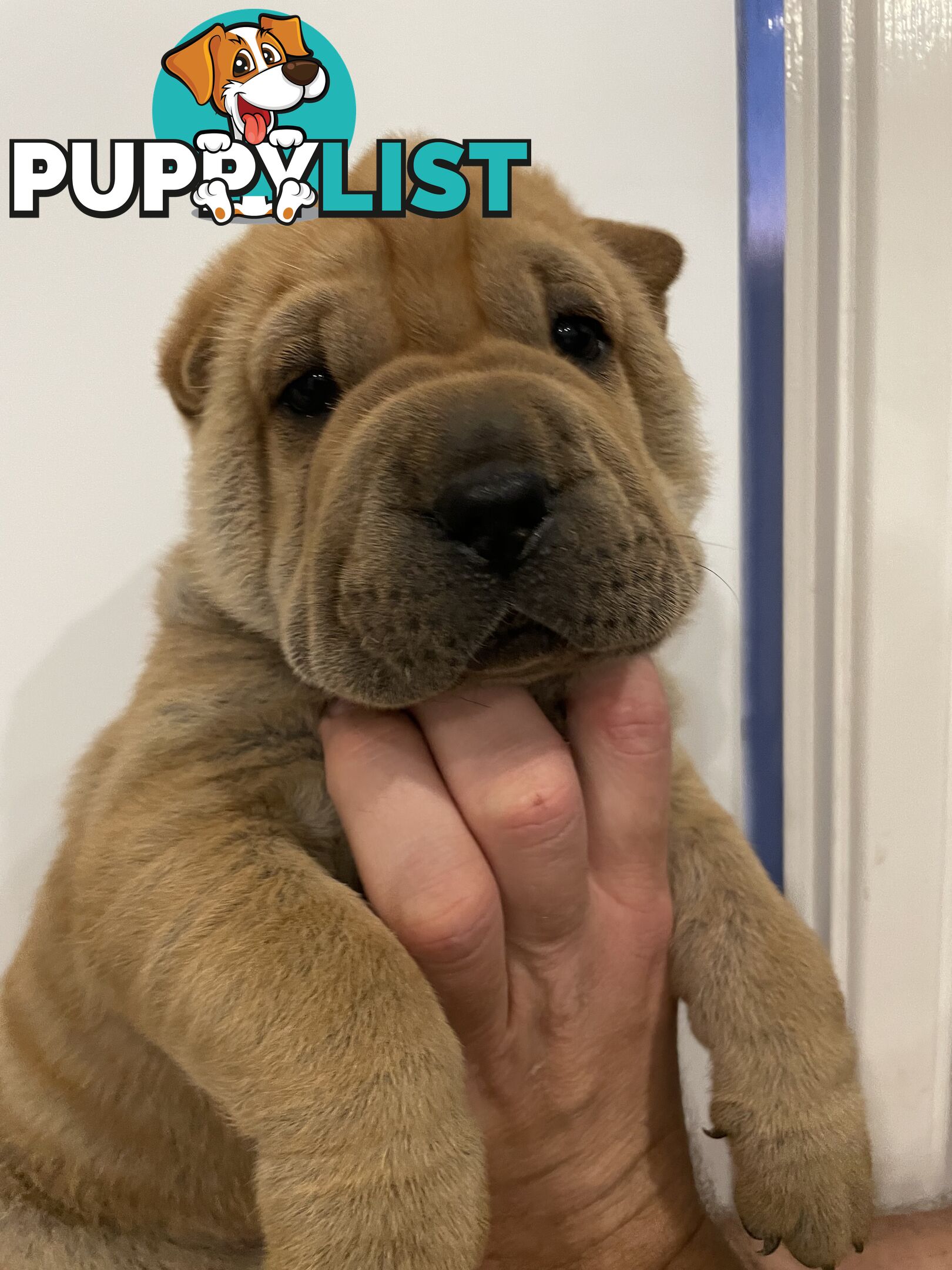 Shar Pei Puppies