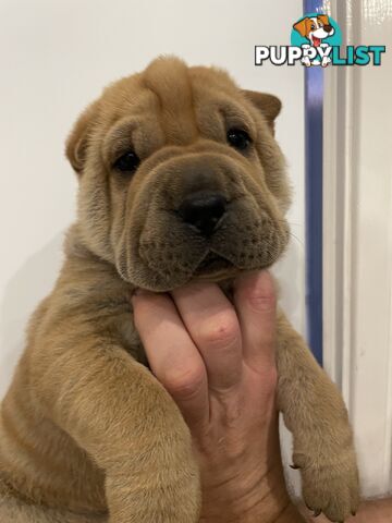 Shar Pei Puppies