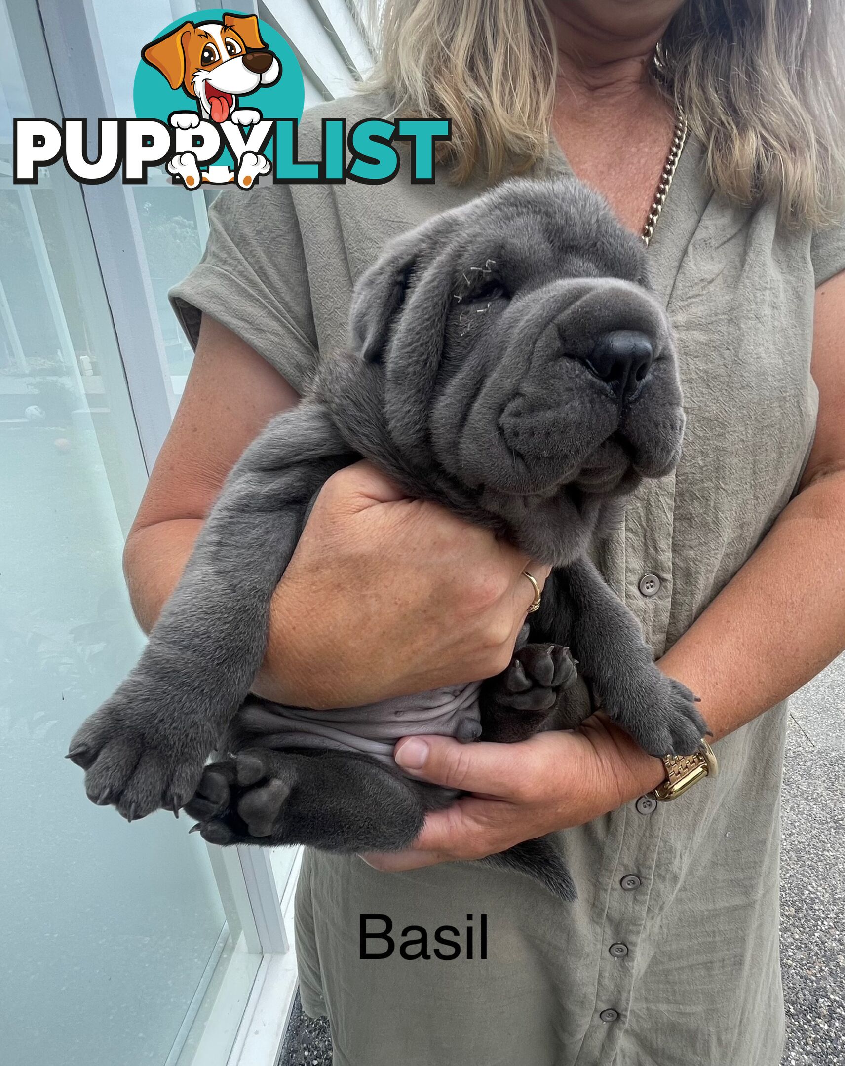 Shar Pei Puppies