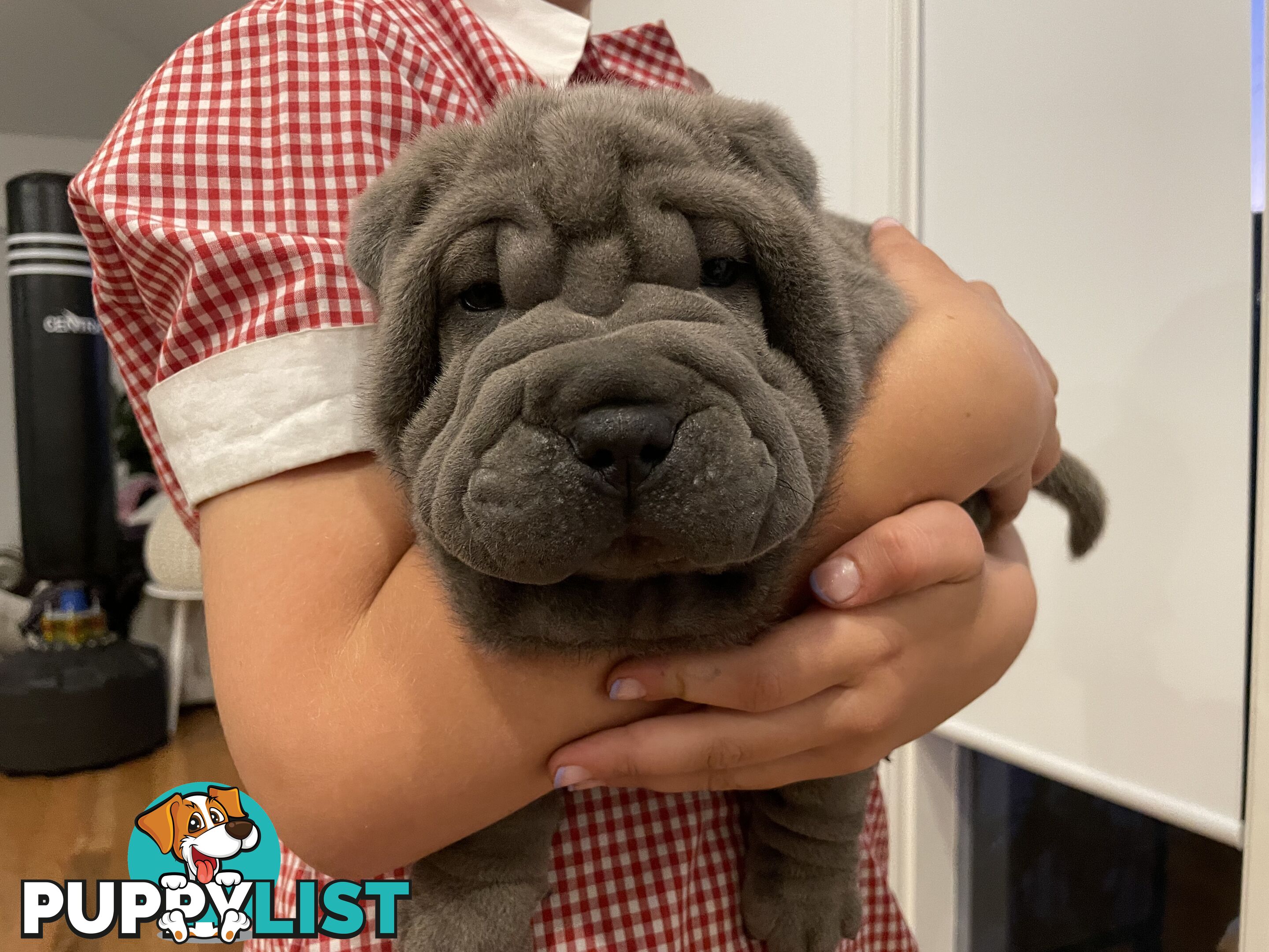 Shar Pei Puppies