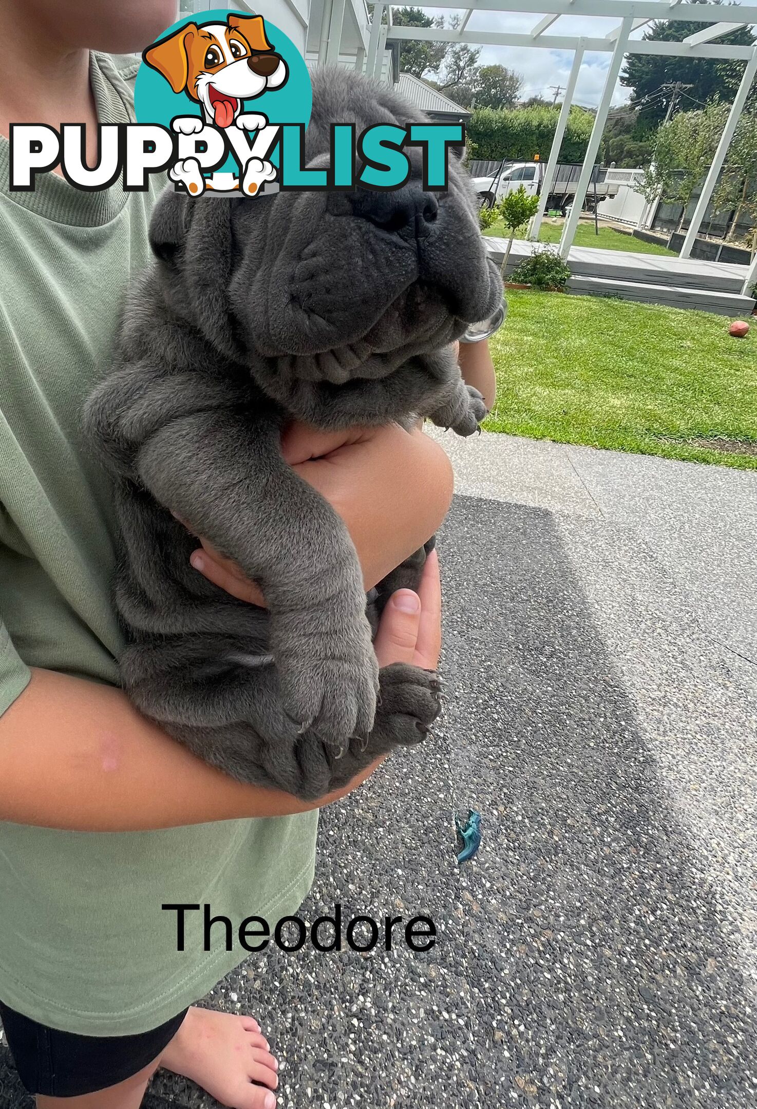 Shar Pei Puppies